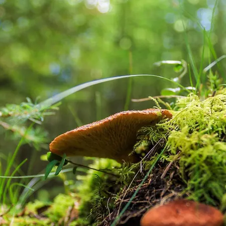 In Jutland * Hovborg